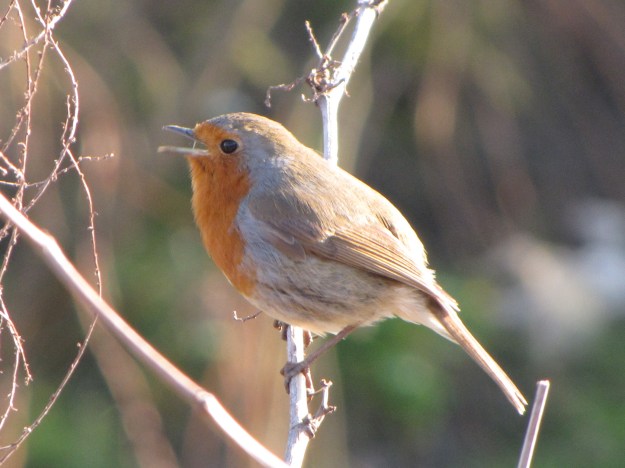 European_Robin_Singing-1